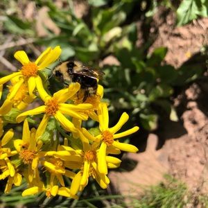 Meet your Posher, Jenika